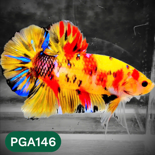 King Giant Plakat Male Betta Fish | You Pick Fish | High Grade