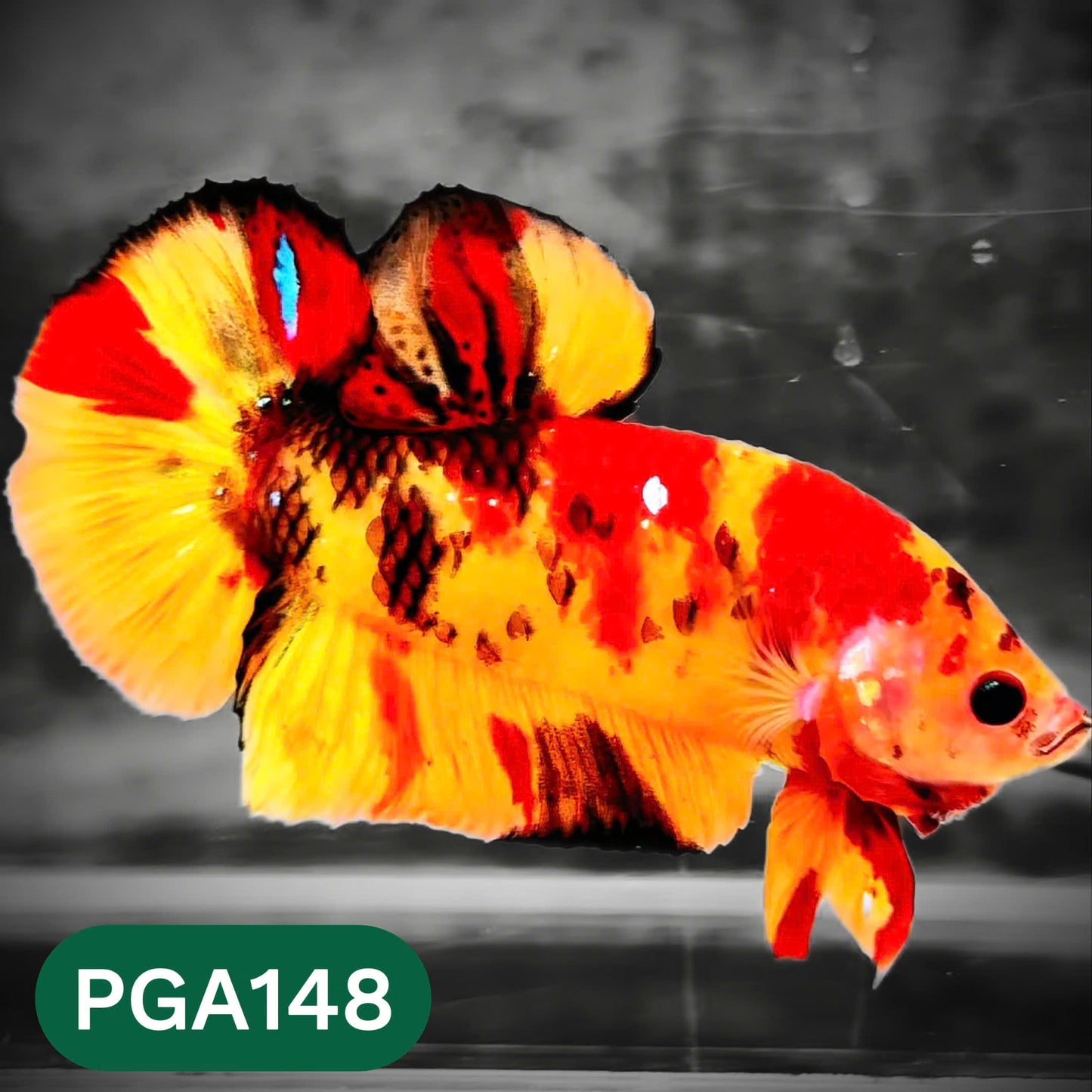 King Giant Plakat Male Betta Fish | You Pick Fish | High Grade