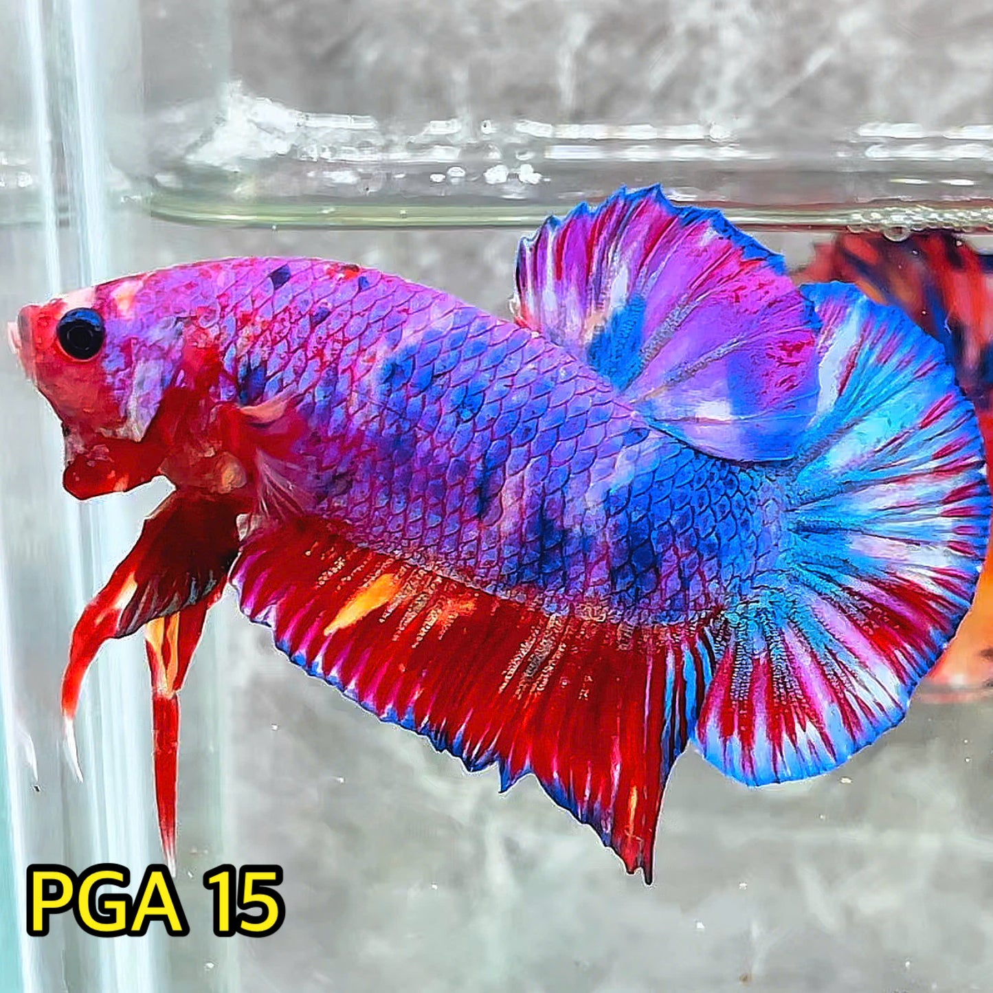 King Giant Plakat Male Betta Fish | You Pick Fish | High Grade