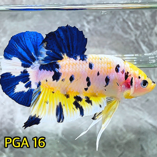 King Giant Plakat Male Betta Fish | You Pick Fish | High Grade