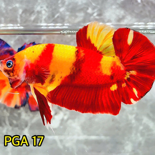 King Giant Plakat Male Betta Fish | You Pick Fish | High Grade