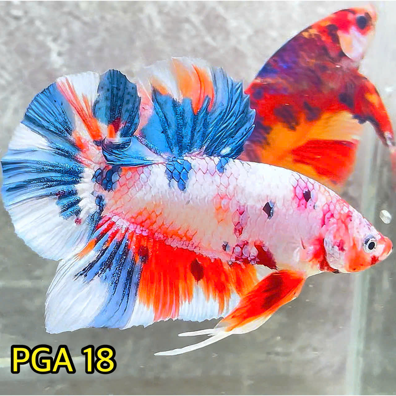 King Giant Plakat Male Betta Fish | You Pick Fish | High Grade