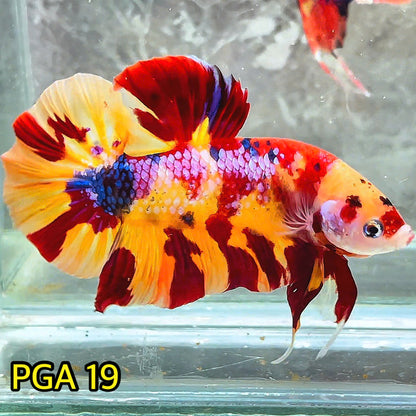 King Giant Plakat Male Betta Fish | You Pick Fish | High Grade