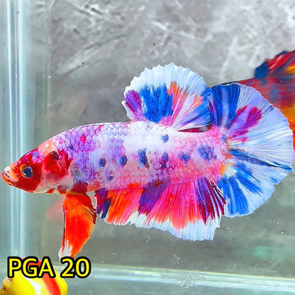 King Giant Plakat Male Betta Fish | You Pick Fish | High Grade