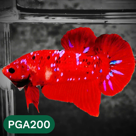 King Giant Plakat Male Betta Fish | You Pick Fish | High Grade