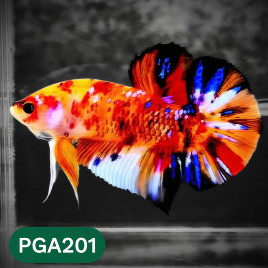 King Giant Plakat Male Betta Fish | You Pick Fish | High Grade