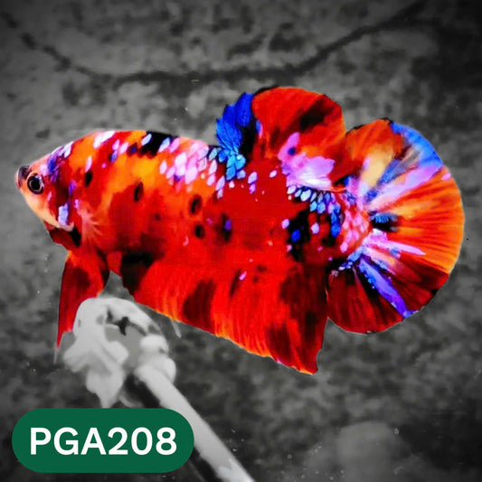 King Giant Plakat Male Betta Fish | You Pick Fish | High Grade