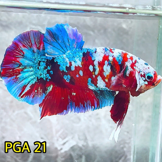 King Giant Plakat Male Betta Fish | You Pick Fish | High Grade