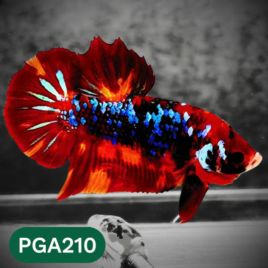 King Giant Plakat Male Betta Fish | You Pick Fish | High Grade
