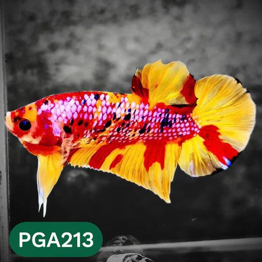 King Giant Plakat Male Betta Fish | You Pick Fish | High Grade
