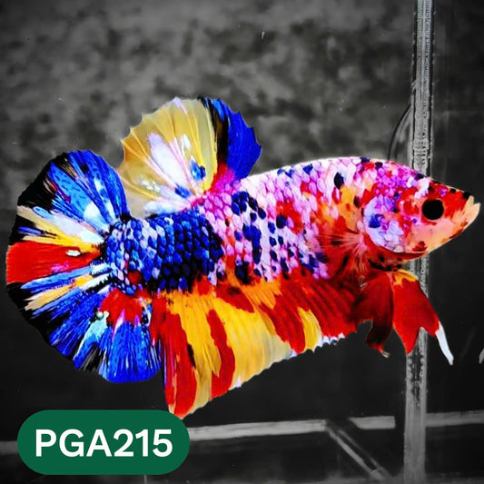 King Giant Plakat Male Betta Fish | You Pick Fish | High Grade