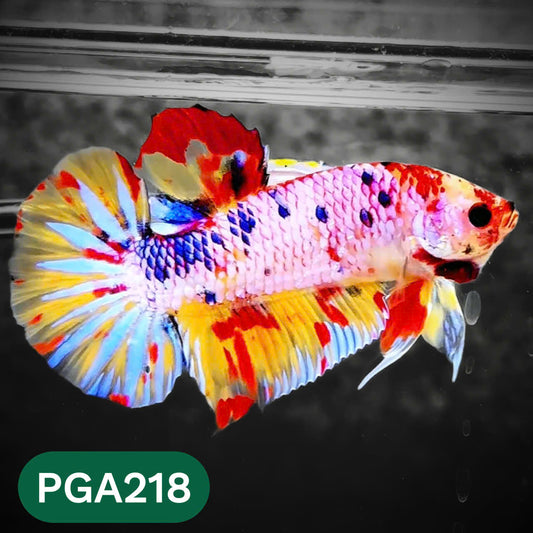 King Giant Plakat Male Betta Fish | You Pick Fish | High Grade