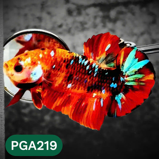 King Giant Plakat Male Betta Fish | You Pick Fish | High Grade