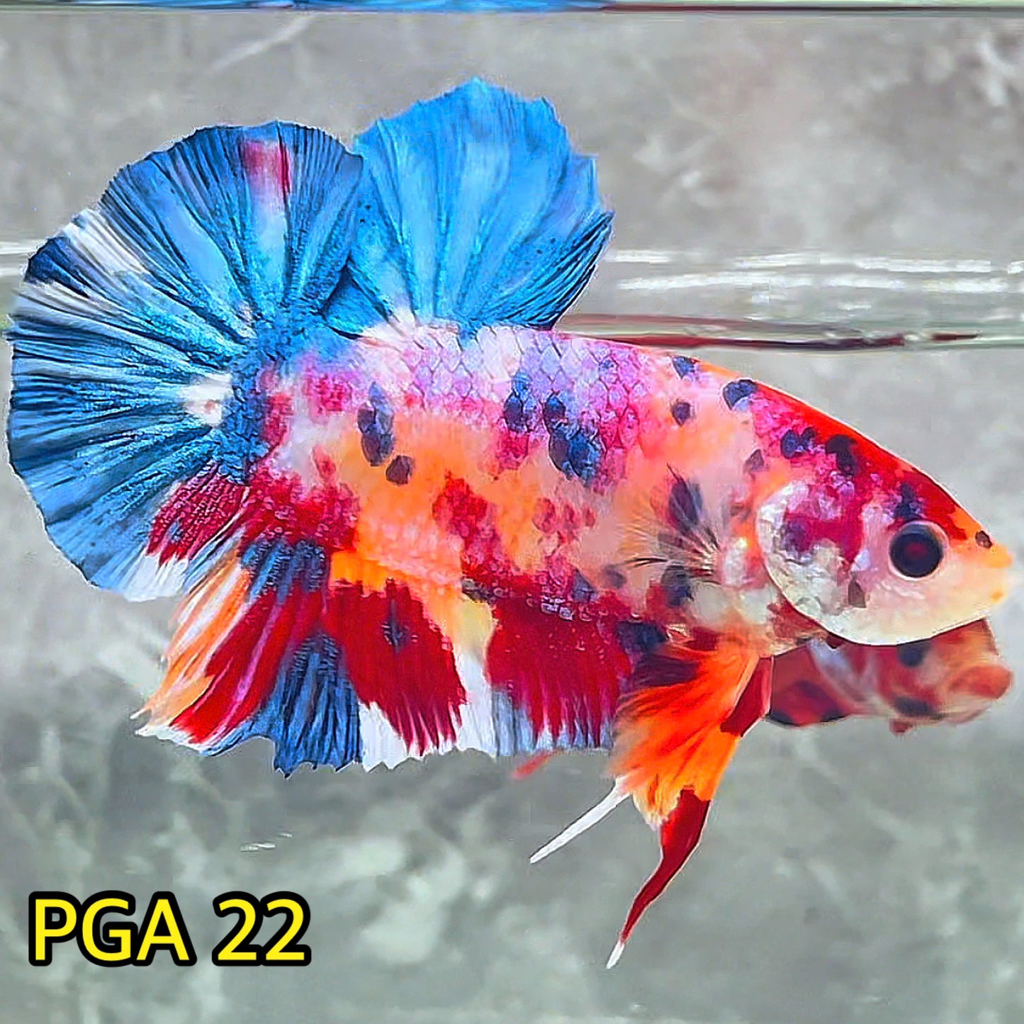 King Giant Plakat Male Betta Fish | You Pick Fish | High Grade