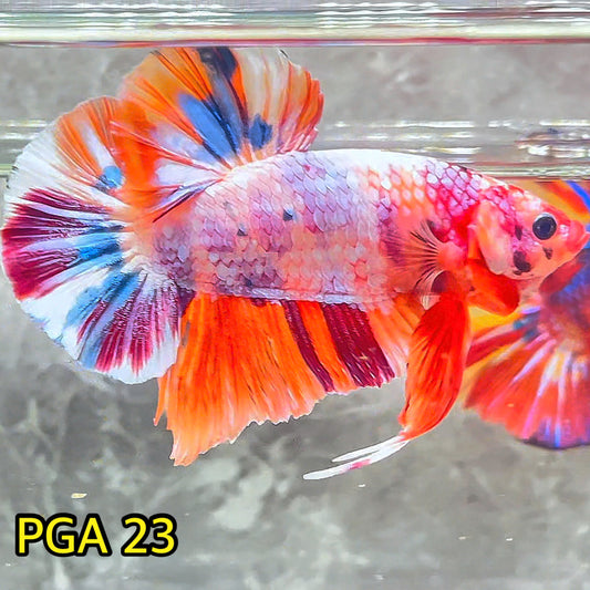 King Giant Plakat Male Betta Fish | You Pick Fish | High Grade