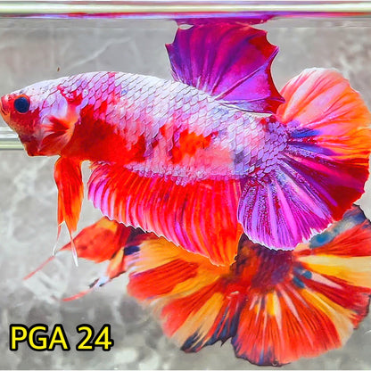 King Giant Plakat Male Betta Fish | You Pick Fish | High Grade