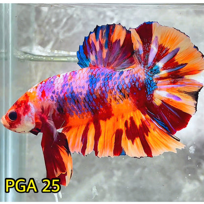 King Giant Plakat Male Betta Fish | You Pick Fish | High Grade