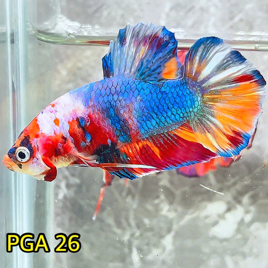 King Giant Plakat Male Betta Fish | You Pick Fish | High Grade