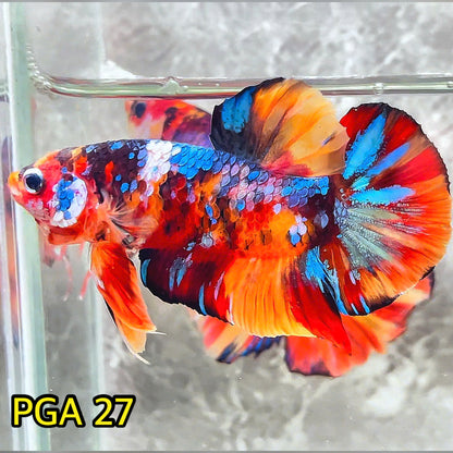 King Giant Plakat Male Betta Fish | You Pick Fish | High Grade