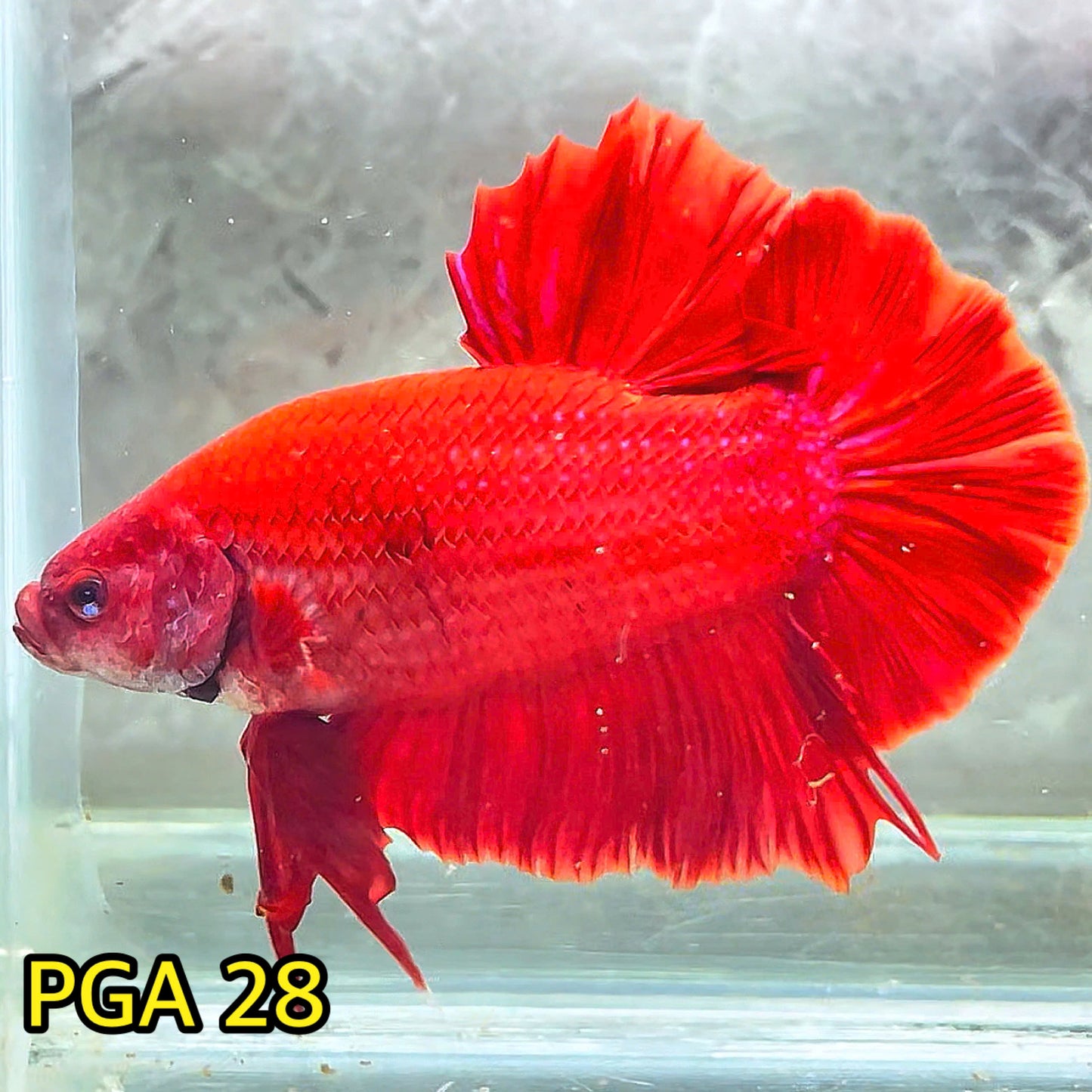 King Giant Plakat Male Betta Fish | You Pick Fish | High Grade