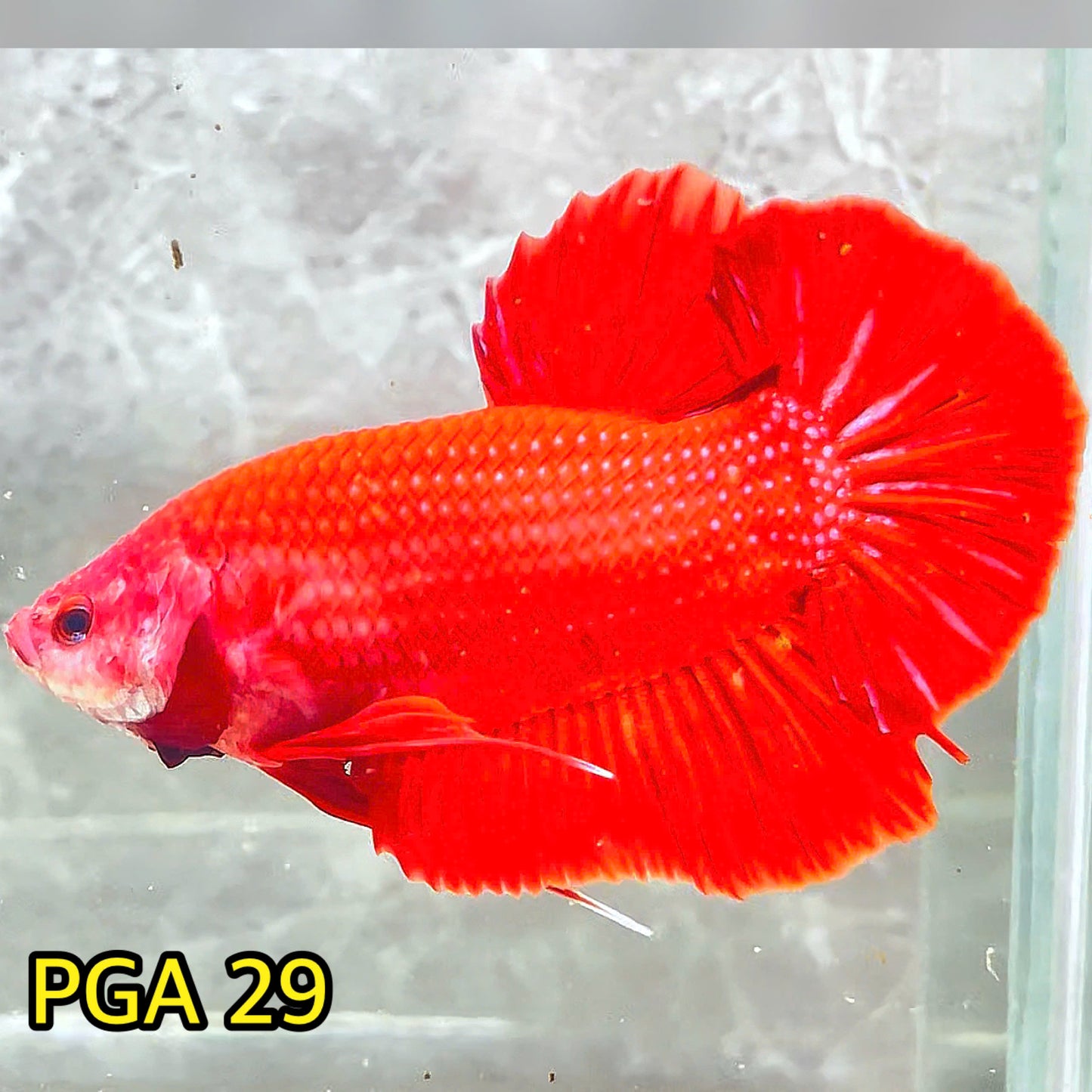 King Giant Plakat Male Betta Fish | You Pick Fish | High Grade