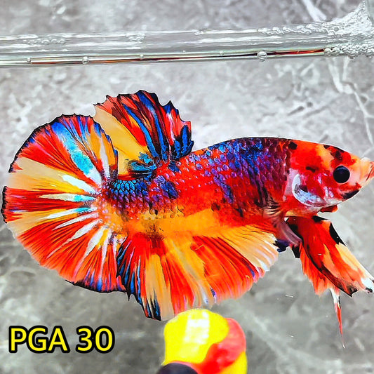 King Giant Plakat Male Betta Fish | You Pick Fish | High Grade