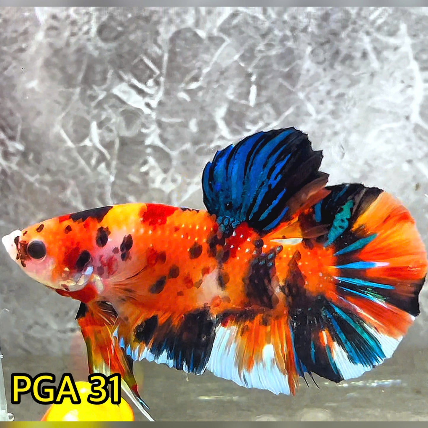 King Giant Plakat Male Betta Fish | You Pick Fish | High Grade