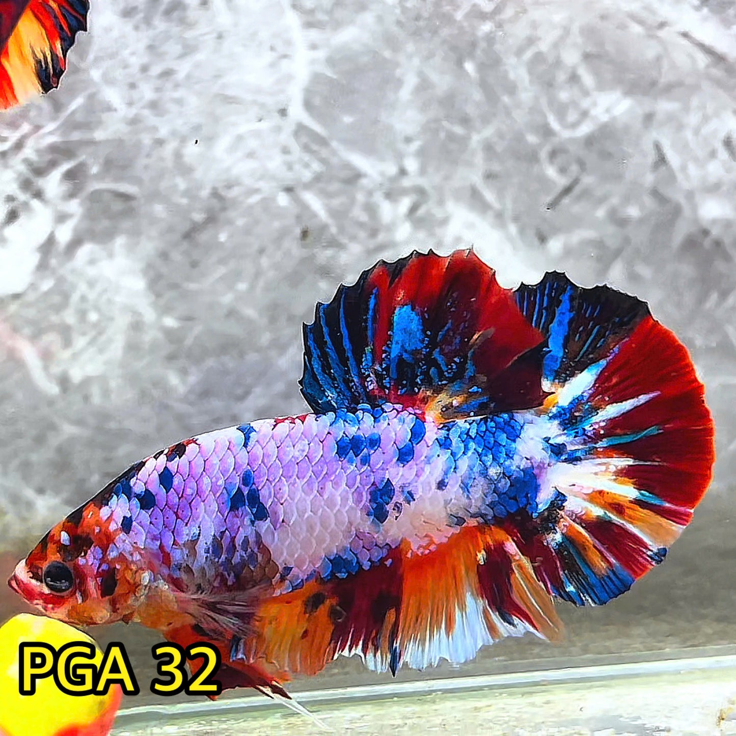 King Giant Plakat Male Betta Fish | You Pick Fish | High Grade