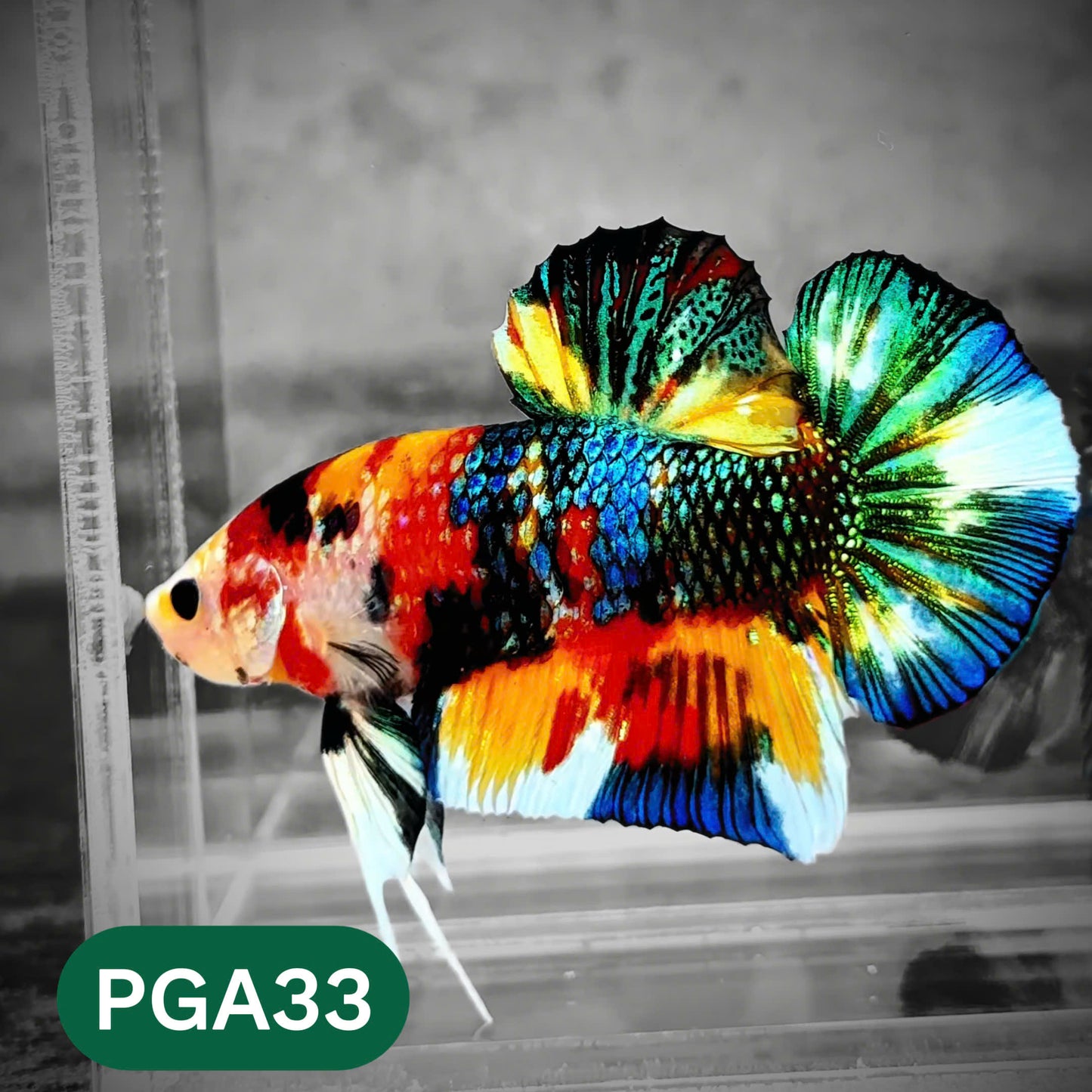 King Giant Plakat Male Betta Fish | You Pick Fish | High Grade