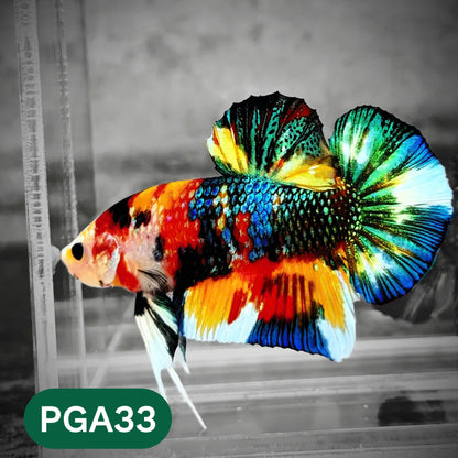 King Giant Plakat Male Betta Fish | You Pick Fish | High Grade