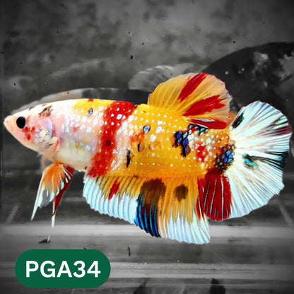 King Giant Plakat Male Betta Fish | You Pick Fish | High Grade