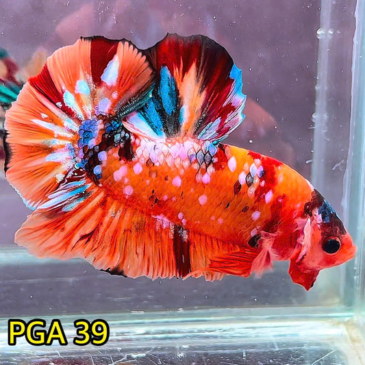 King Giant Plakat Male Betta Fish | You Pick Fish | High Grade