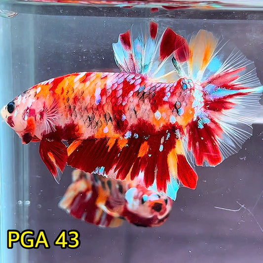 King Giant Plakat Male Betta Fish | You Pick Fish | High Grade