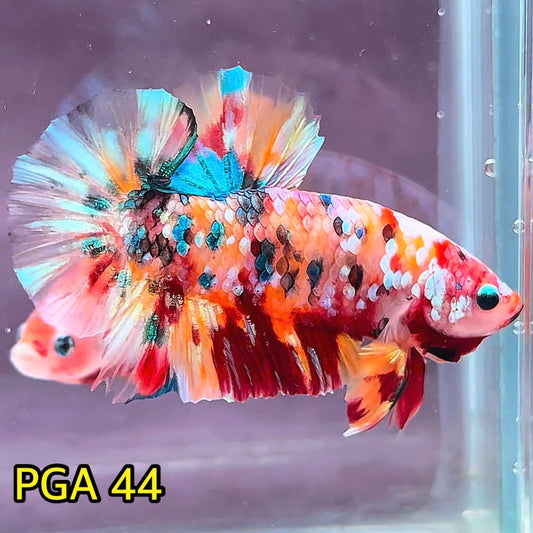 King Giant Plakat Male Betta Fish | You Pick Fish | High Grade