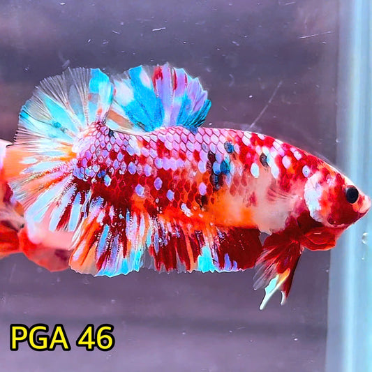 King Giant Plakat Male Betta Fish | You Pick Fish | High Grade