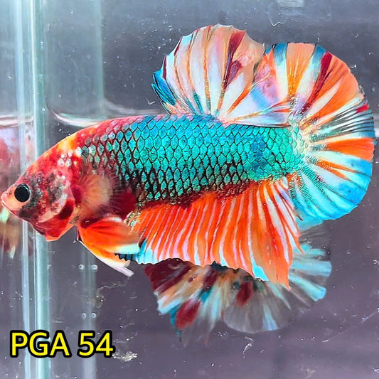 King Giant Plakat Male Betta Fish | You Pick Fish | High Grade