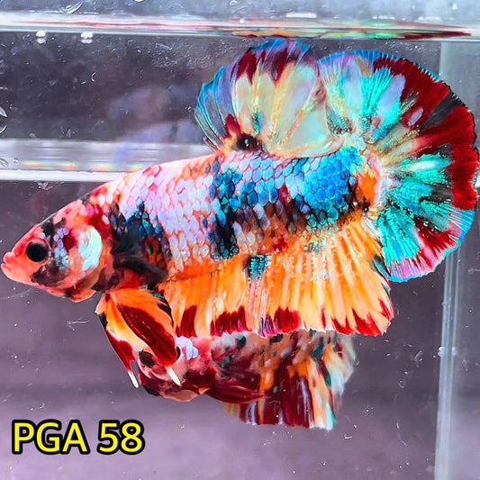 King Giant Plakat Male Betta Fish | You Pick Fish | High Grade