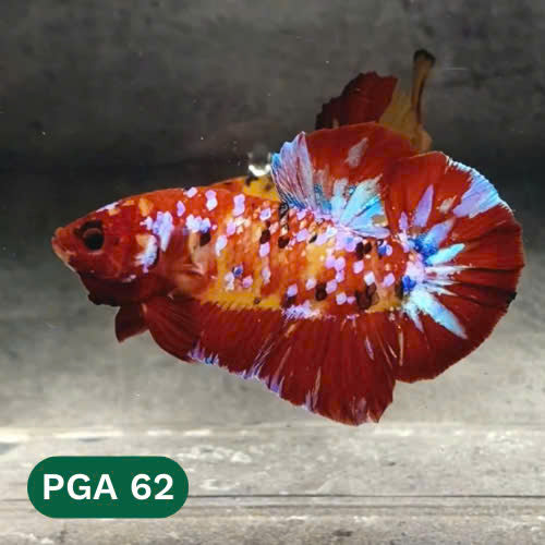 King Giant Plakat Male Betta Fish | You Pick Fish | High Grade