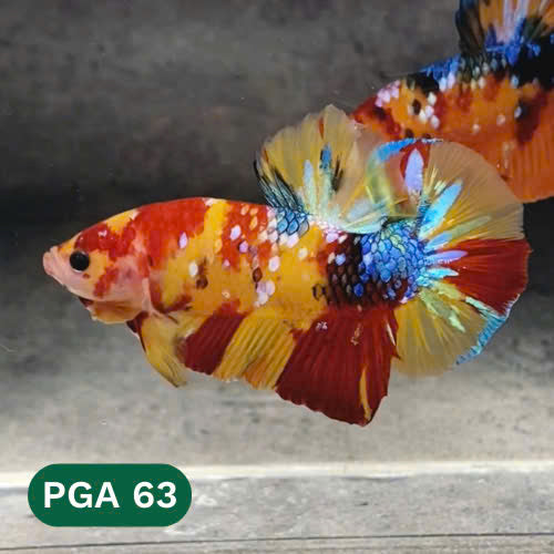 King Giant Plakat Male Betta Fish | You Pick Fish | High Grade