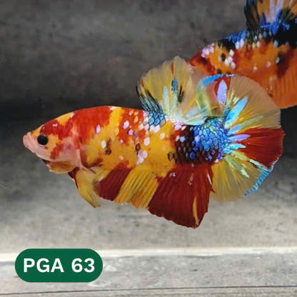 King Giant Plakat Male Betta Fish | You Pick Fish | High Grade