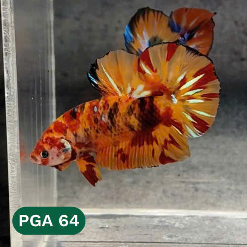 King Giant Plakat Male Betta Fish | You Pick Fish | High Grade