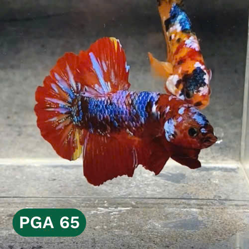 King Giant Plakat Male Betta Fish | You Pick Fish | High Grade