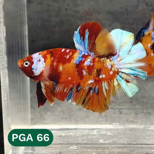 King Giant Plakat Male Betta Fish | You Pick Fish | High Grade