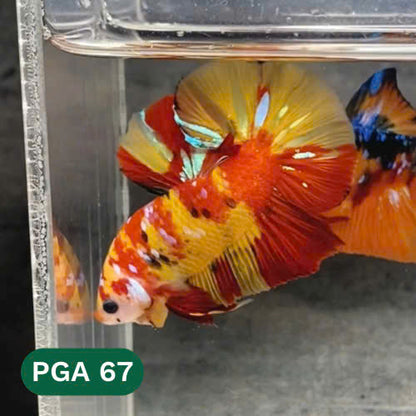 King Giant Plakat Male Betta Fish | You Pick Fish | High Grade