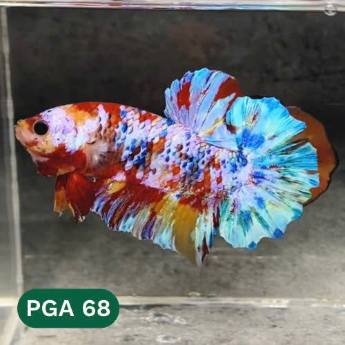 King Giant Plakat Male Betta Fish | You Pick Fish | High Grade