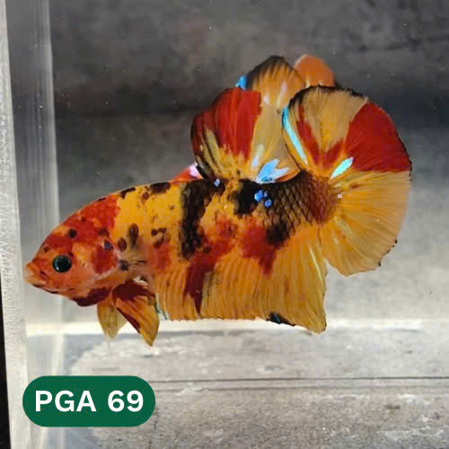 King Giant Plakat Male Betta Fish | You Pick Fish | High Grade