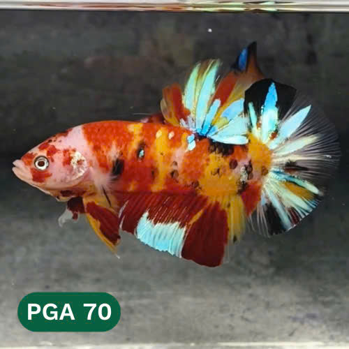 King Giant Plakat Male Betta Fish | You Pick Fish | High Grade