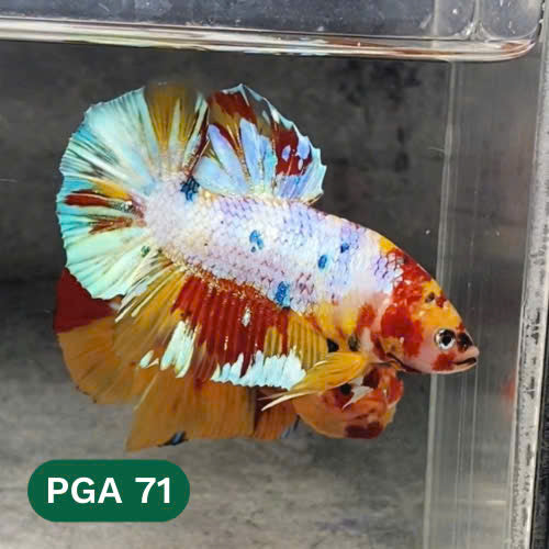 King Giant Plakat Male Betta Fish | You Pick Fish | High Grade