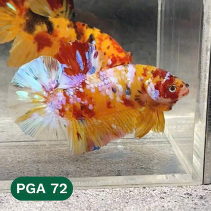 King Giant Plakat Male Betta Fish | You Pick Fish | High Grade