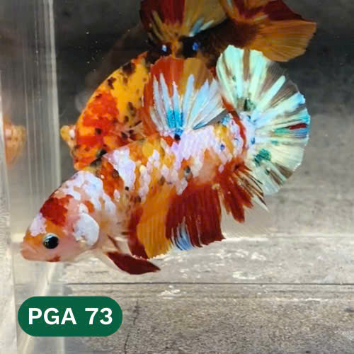 King Giant Plakat Male Betta Fish | You Pick Fish | High Grade